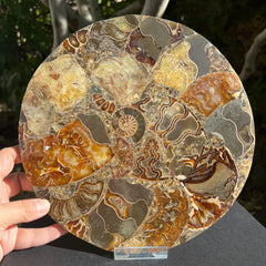 Fossil Ammonite