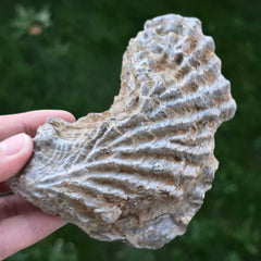 Trilobite