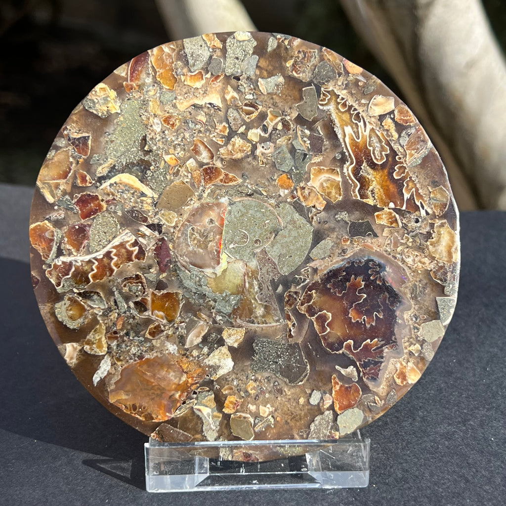 Fosil amonit felie XL 25 cm model 1, druzy.ro, cristale 2