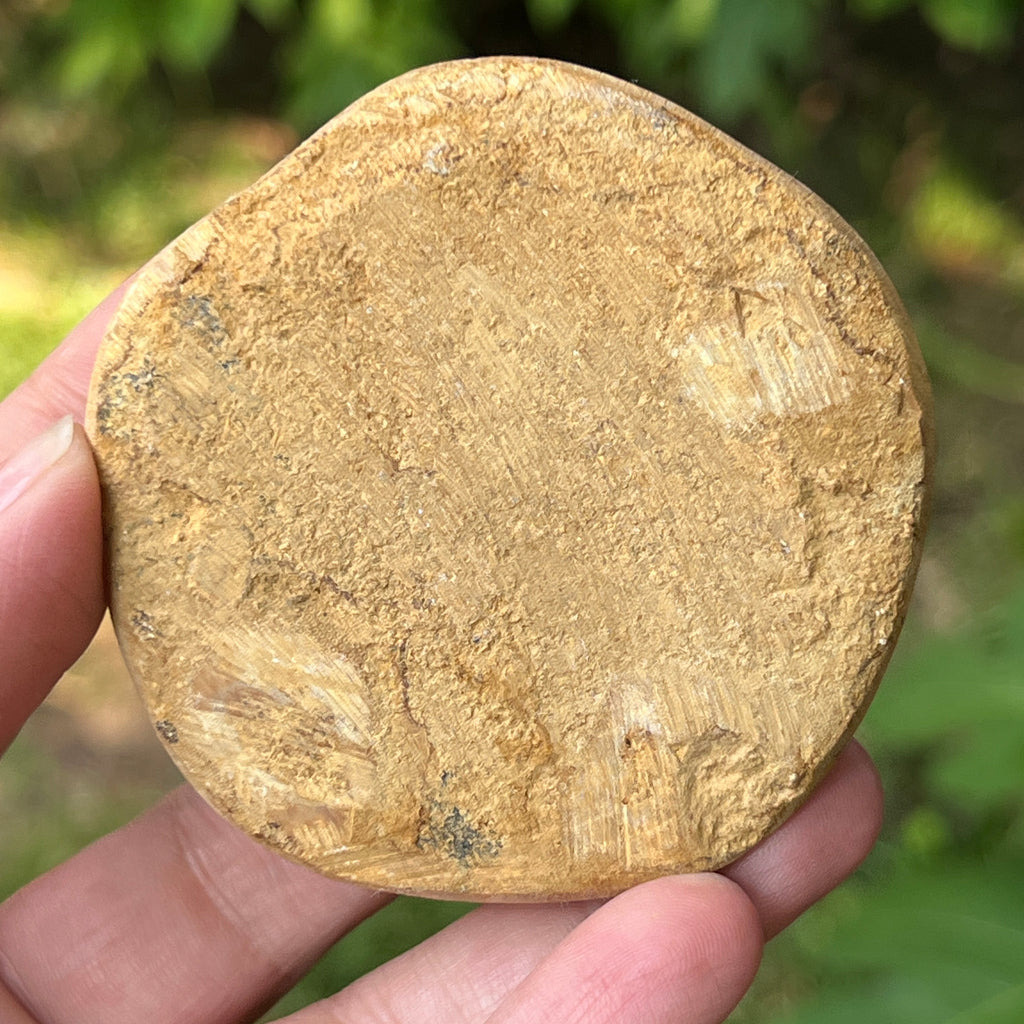 Fosilă Pygurus – Echinoderm Stea de Mare | Model 2, pietre semipretioase - druzy.ro 2 