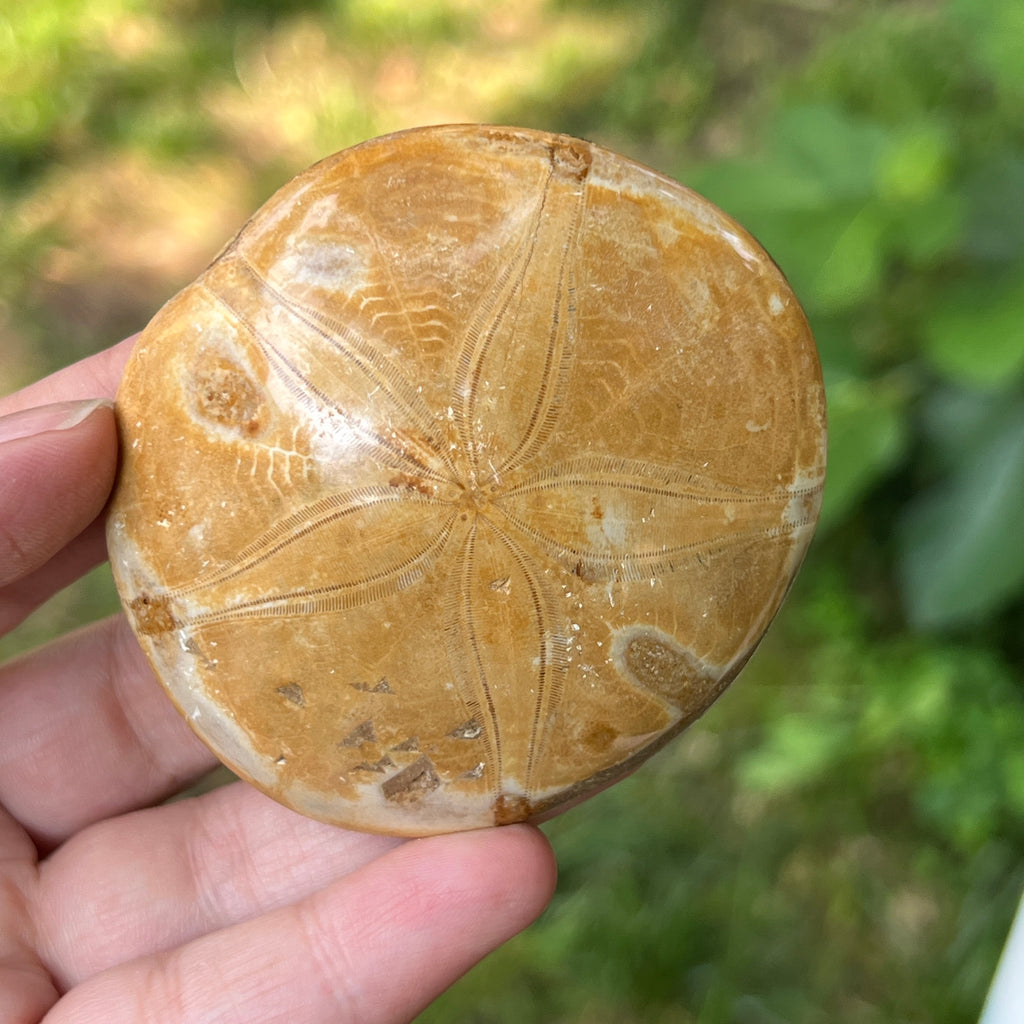 Fosilă Pygurus – Echinoderm Stea de Mare, pietre semipretioase - druzy.ro 2 